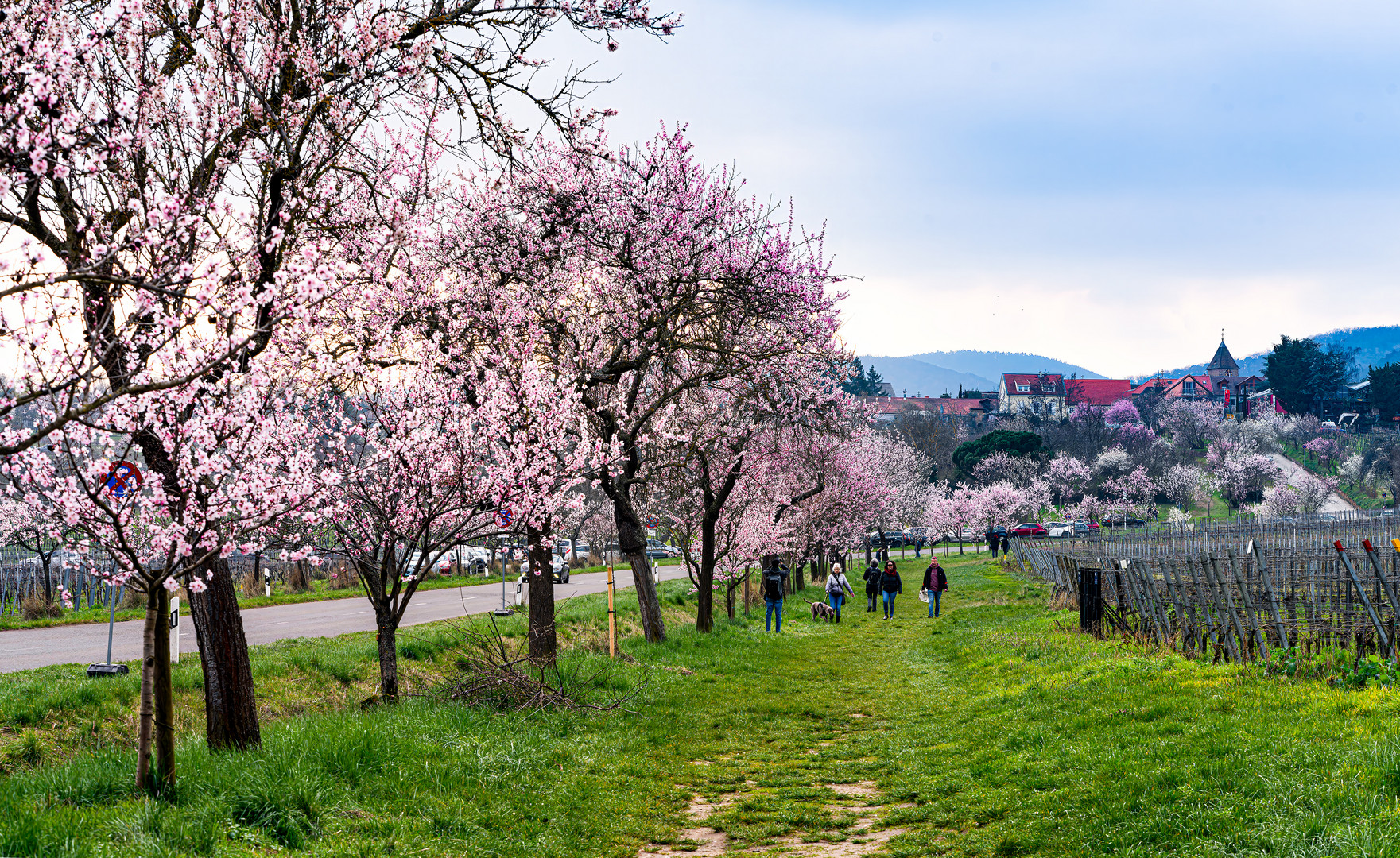 Mandelblüte