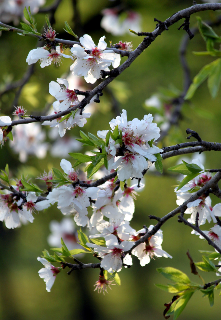 Mandelblüte