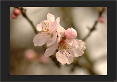 Mandelblüte # Flor de almendro