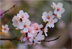 Mandelblüte # Flor de almendro