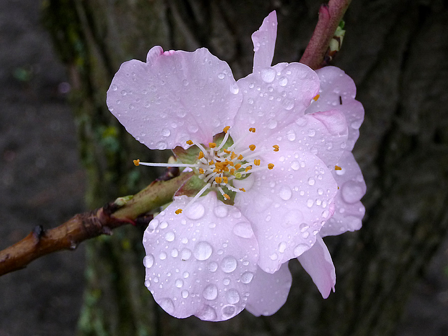 Mandelblüte gehört auch zum Frühling