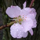 Mandelblüte gehört auch zum Frühling