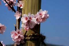 Mandelblüte - Gimmeldingen 2012