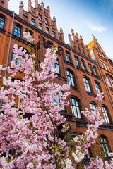 Mandelblüte - Hanns-Lilje-Haus/Hannover