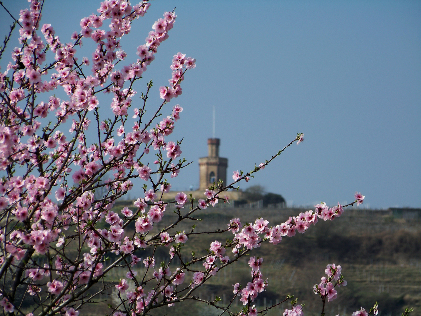 Mandelblüte I