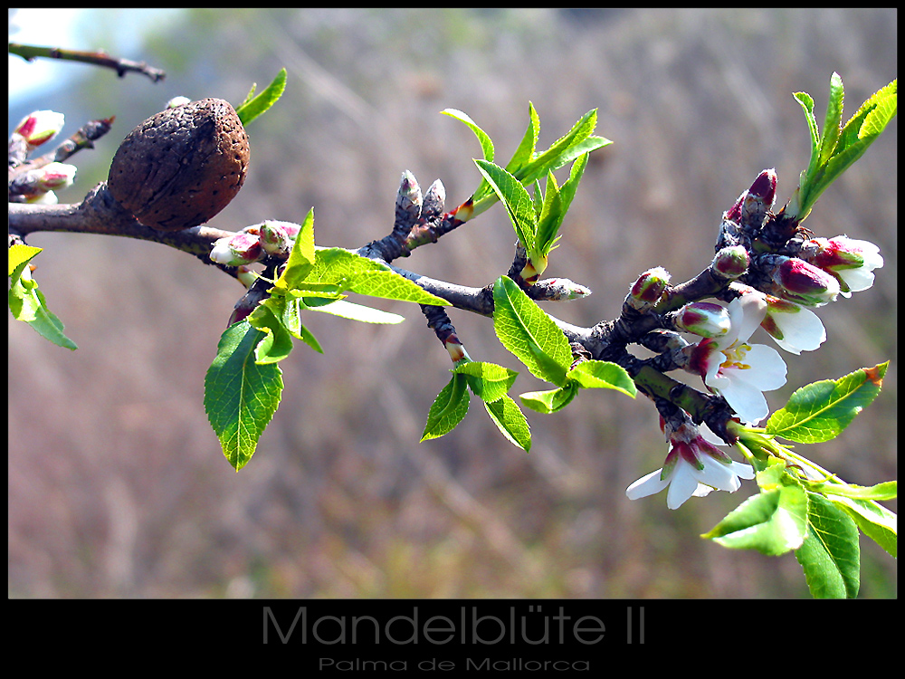 Mandelblüte II