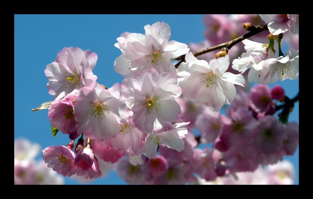 Mandelblüte II