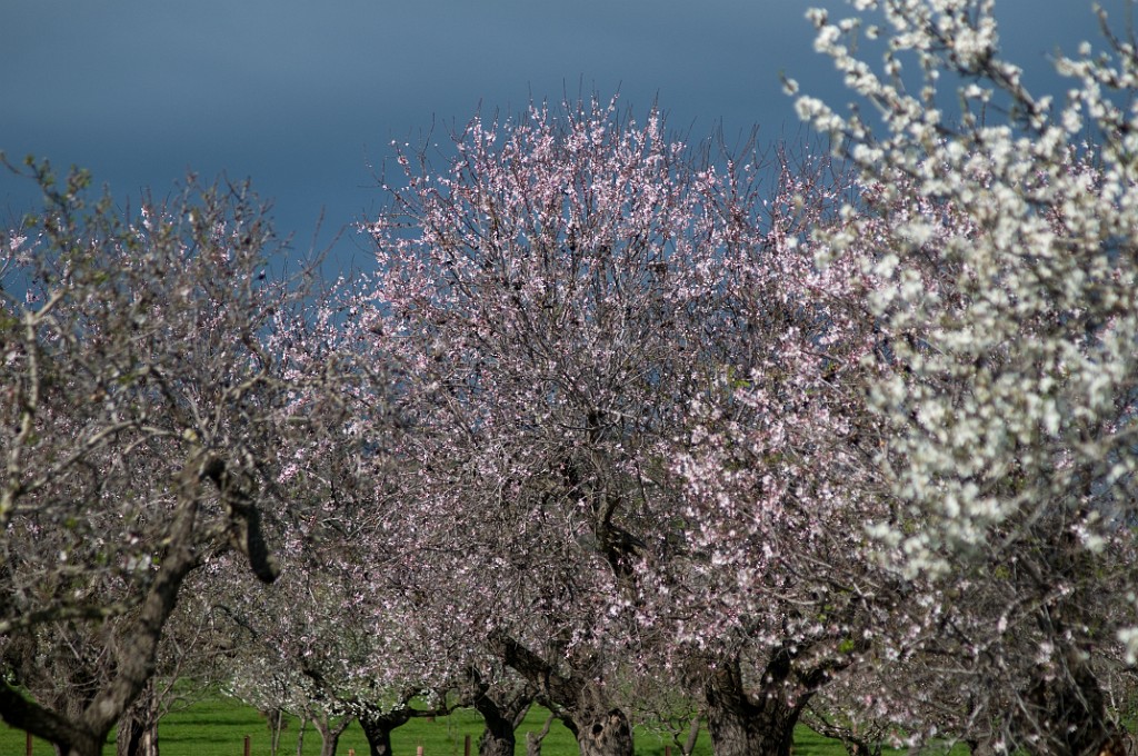 Mandelblüte III