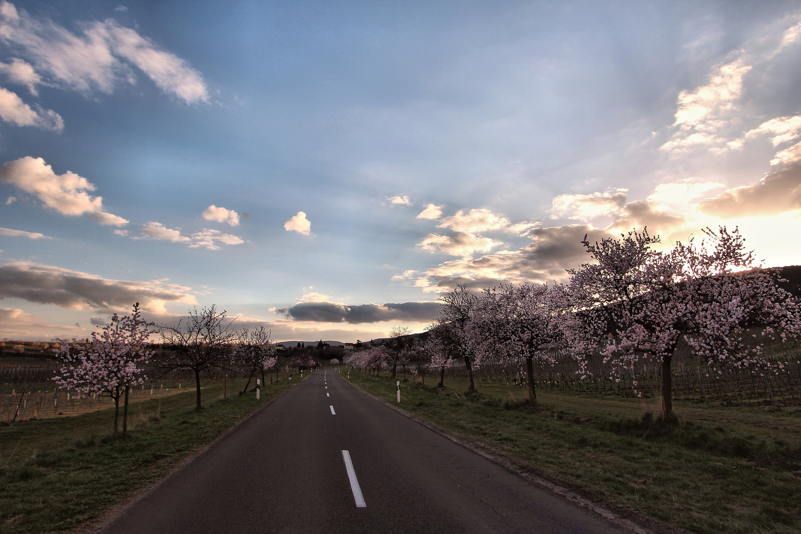 Mandelblüte im Abendlicht