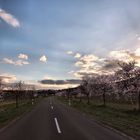 Mandelblüte im Abendlicht