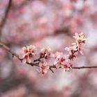 Mandelblüte im Abendlicht