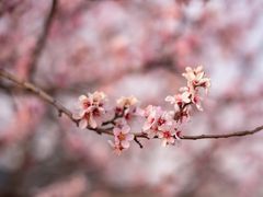 Mandelblüte im Abendlicht