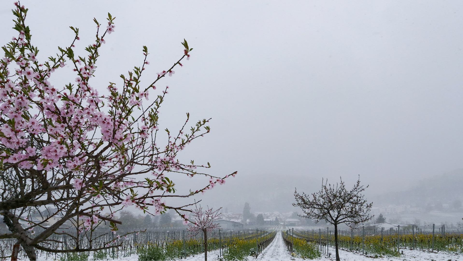 Mandelblüte im April