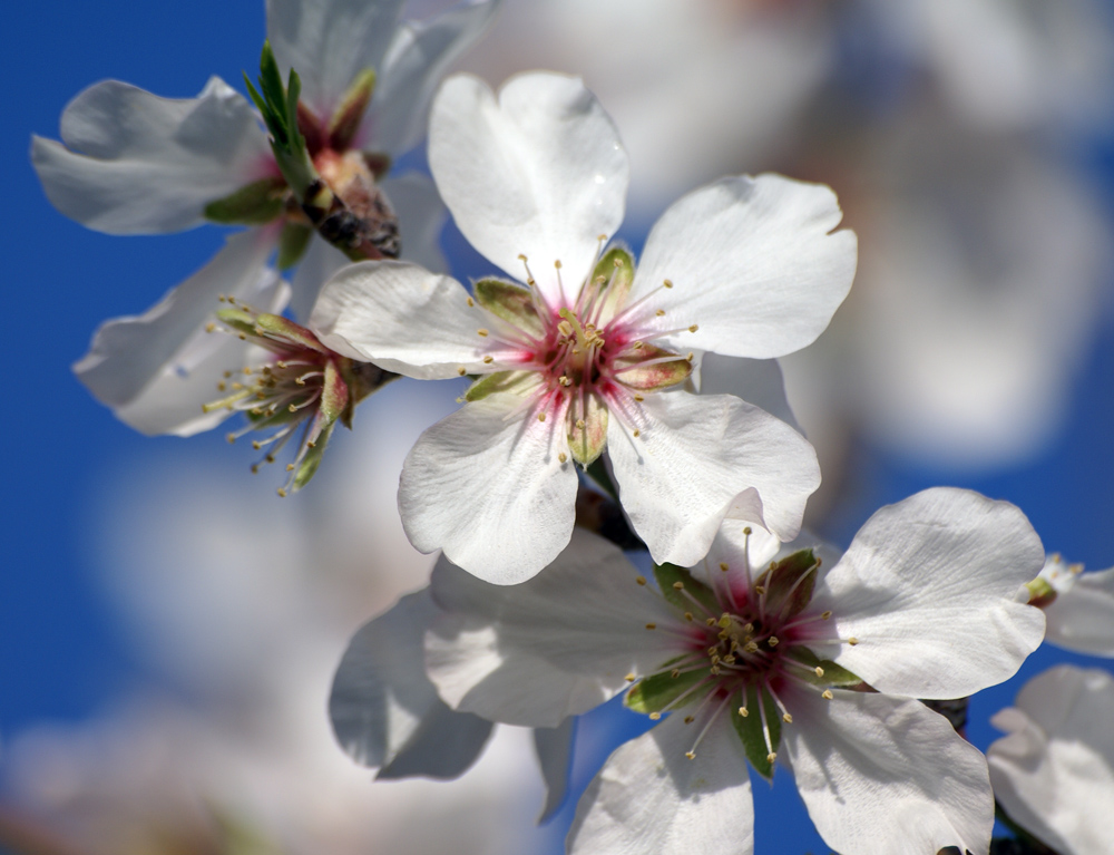 Mandelblüte im Detail