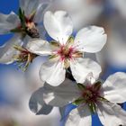 Mandelblüte im Detail