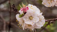 Mandelblüte im Draa Tal