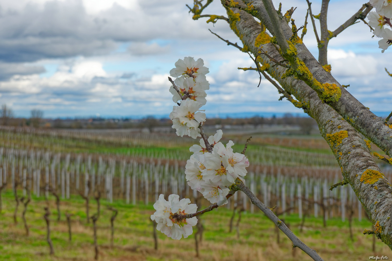 Mandelblüte im Februar