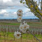 Mandelblüte im Februar