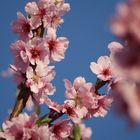 Mandelblüte im Focus