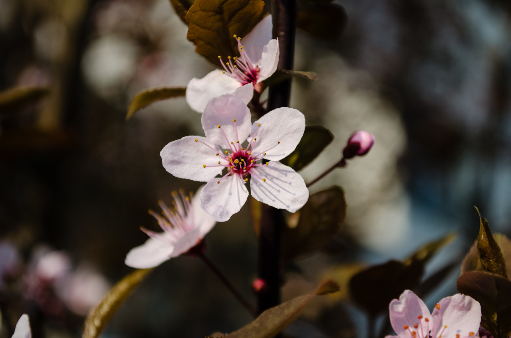 Mandelblüte im Frühling