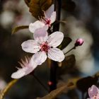 Mandelblüte im Frühling