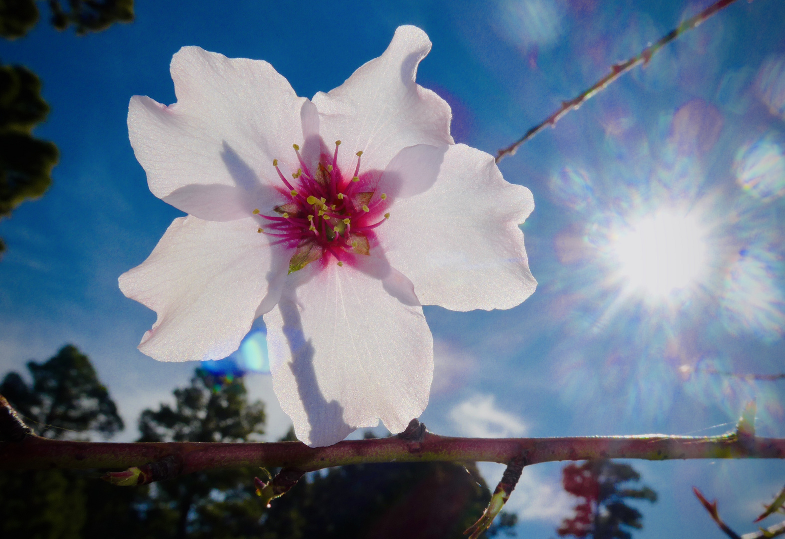 Mandelblüte im Gegenlicht