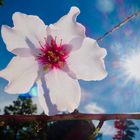 Mandelblüte im Gegenlicht