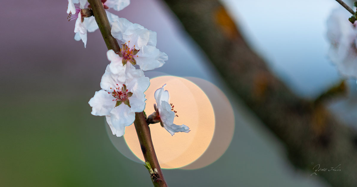 Mandelblüte im Gegenlicht