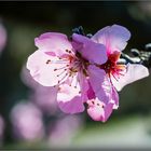 Mandelblüte im Gegenlicht