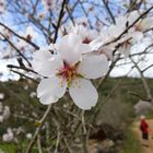 Mandelblüte im Hinterland der Algarve
