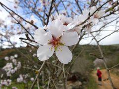 Mandelblüte im Hinterland der Algarve