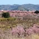 Mandelblüte im Jalon-Tal