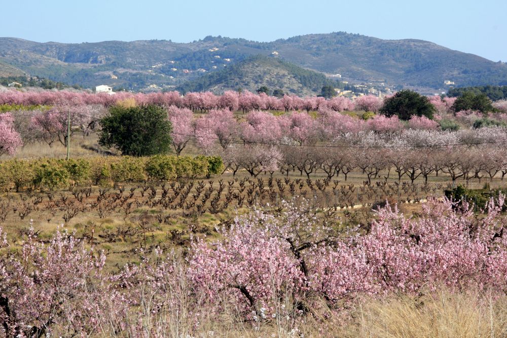 Mandelblüte im Jalon-Tal