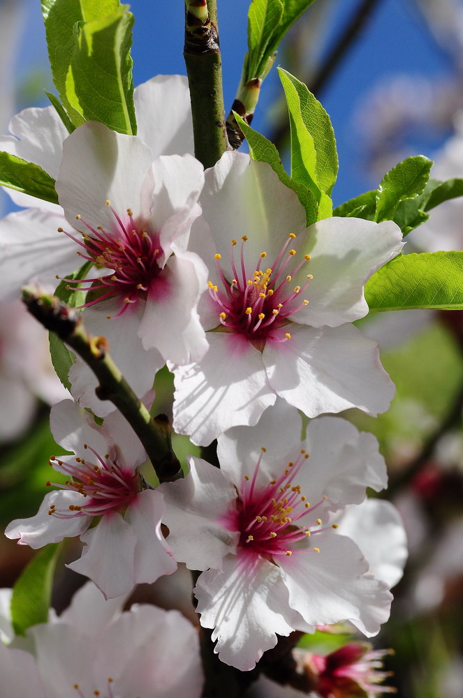 Mandelblüte im Januar auf den Kanarischen Inseln