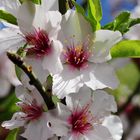 Mandelblüte im Januar auf den Kanarischen Inseln