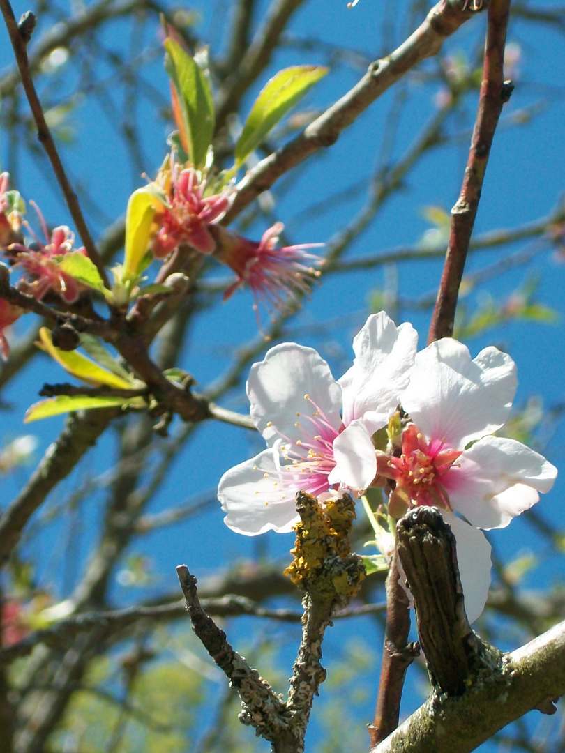 Mandelblüte im Kaiserstuhl