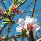 Mandelblüte im Kaiserstuhl