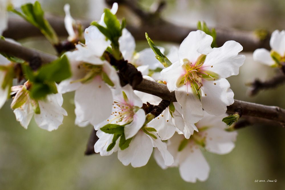 Mandelblüte im März