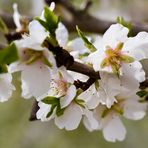 Mandelblüte im März