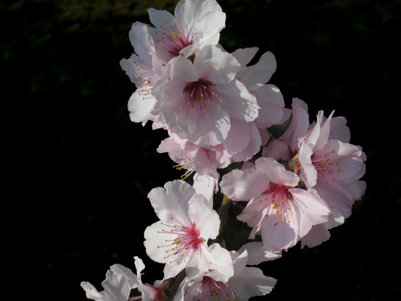 Mandelblüte im März
