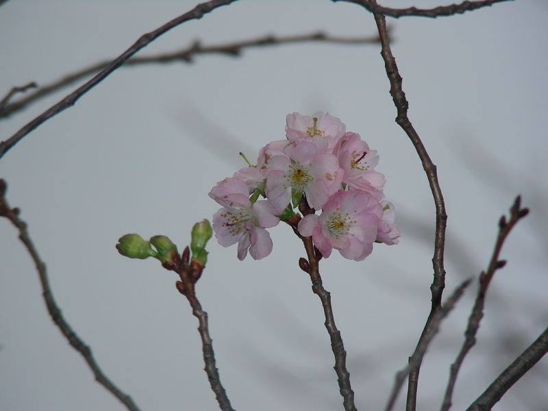 Mandelblüte im November