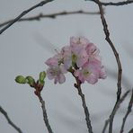 Mandelblüte im November