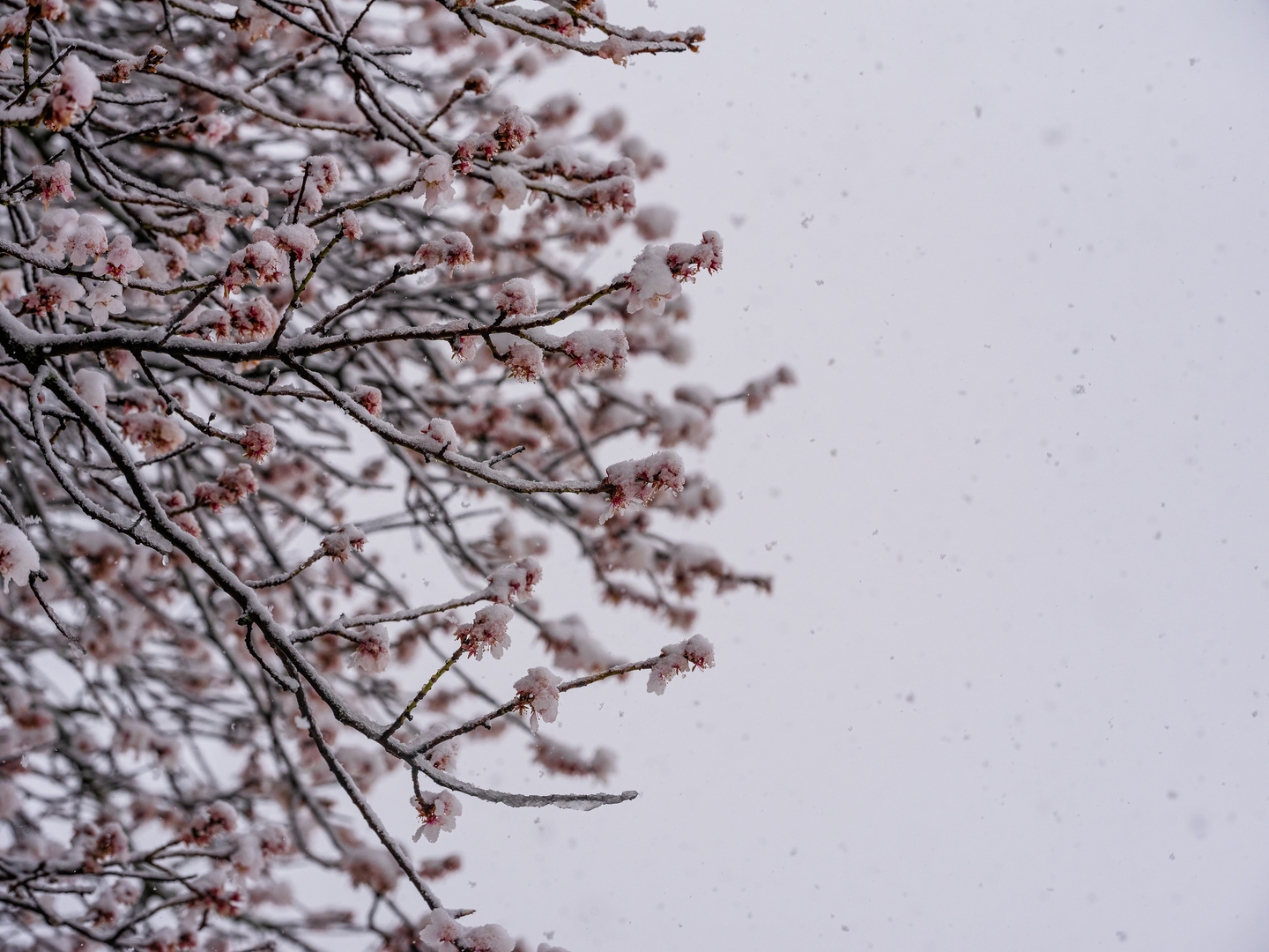 Mandelblüte im Schnee