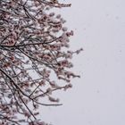 Mandelblüte im Schnee