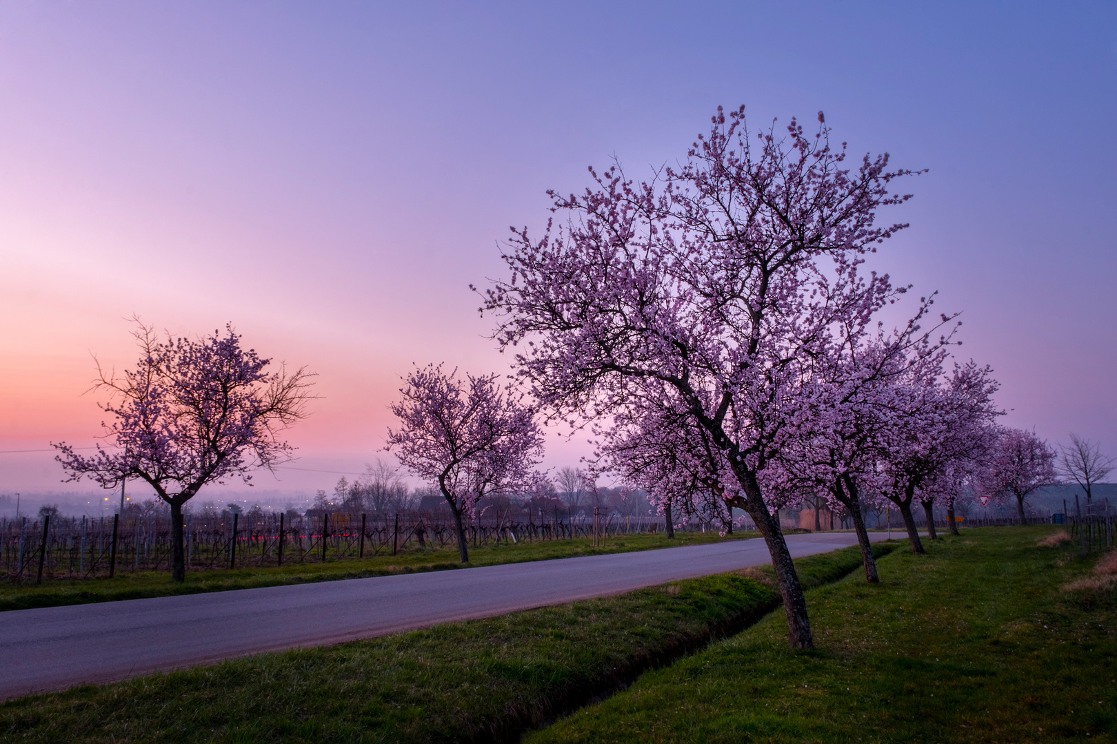 Mandelblüte im Sonnenaufgang*