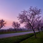 Mandelblüte im Sonnenaufgang*