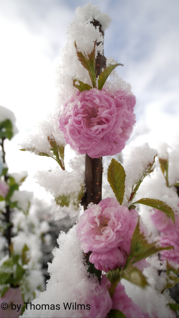 Mandelblüte im verschneiten April 2021