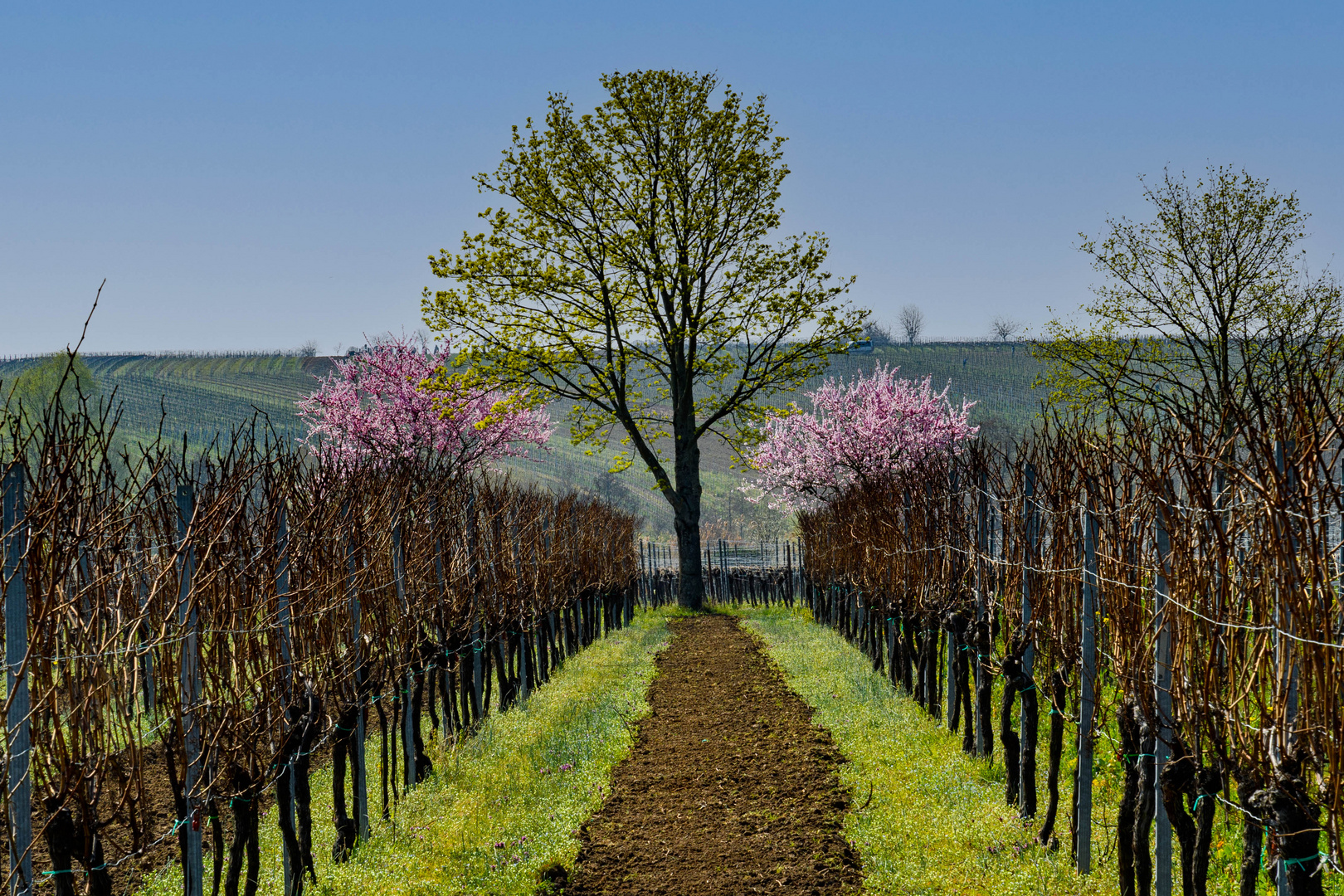 Mandelblüte im Weinberg