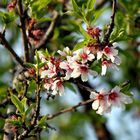 Mandelblüte in Alaró