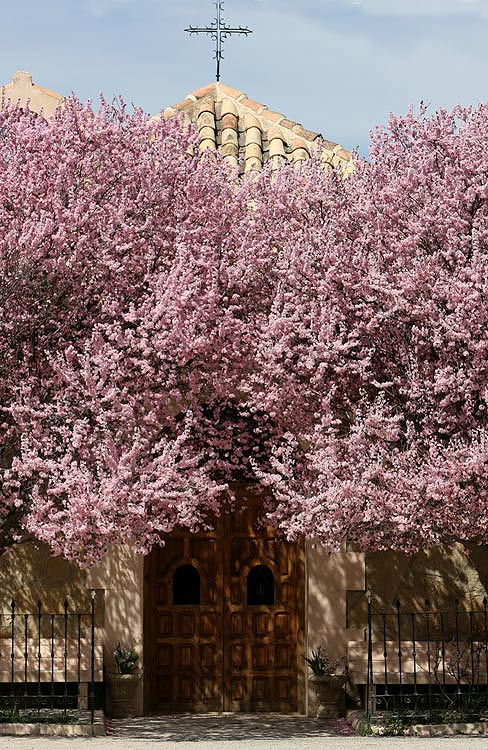 Mandelblüte in Andalusien
